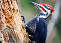 Dryocopus pileatus